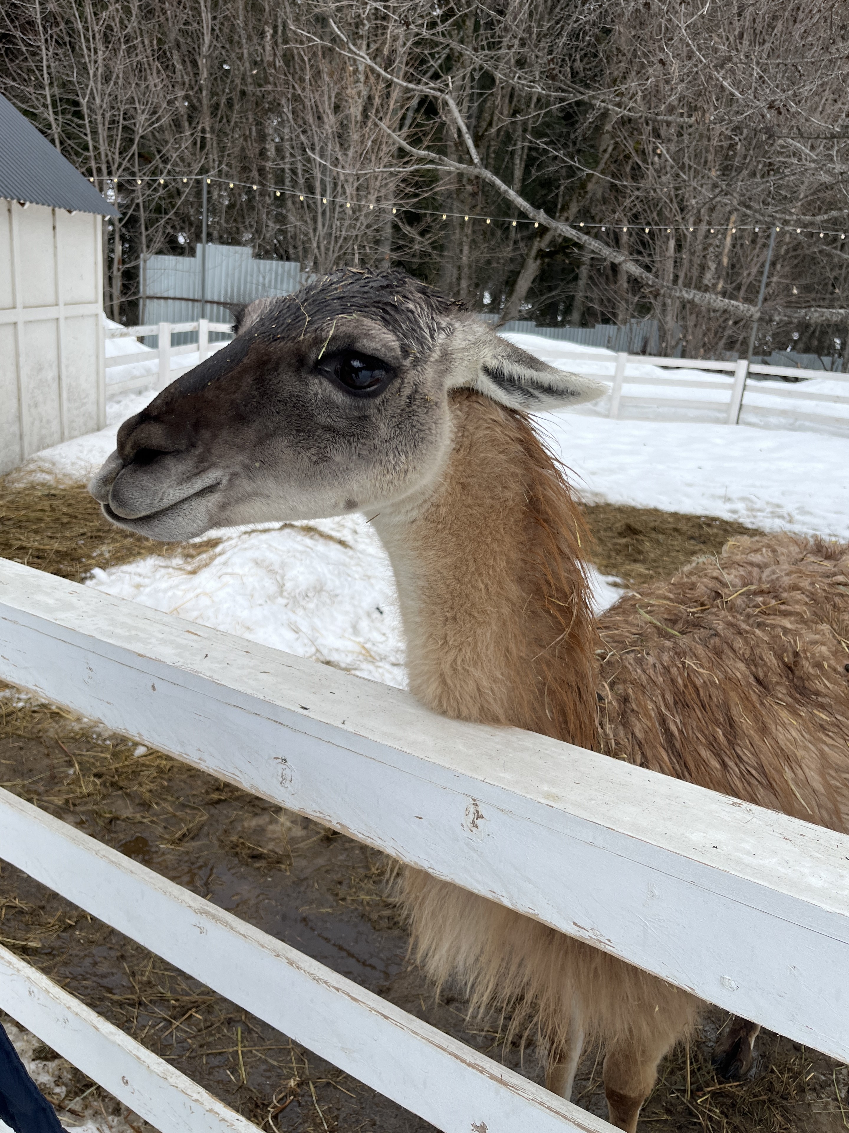 Бесплатный хостинг фото