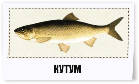 Рыба кутум: фото, описание, особенности