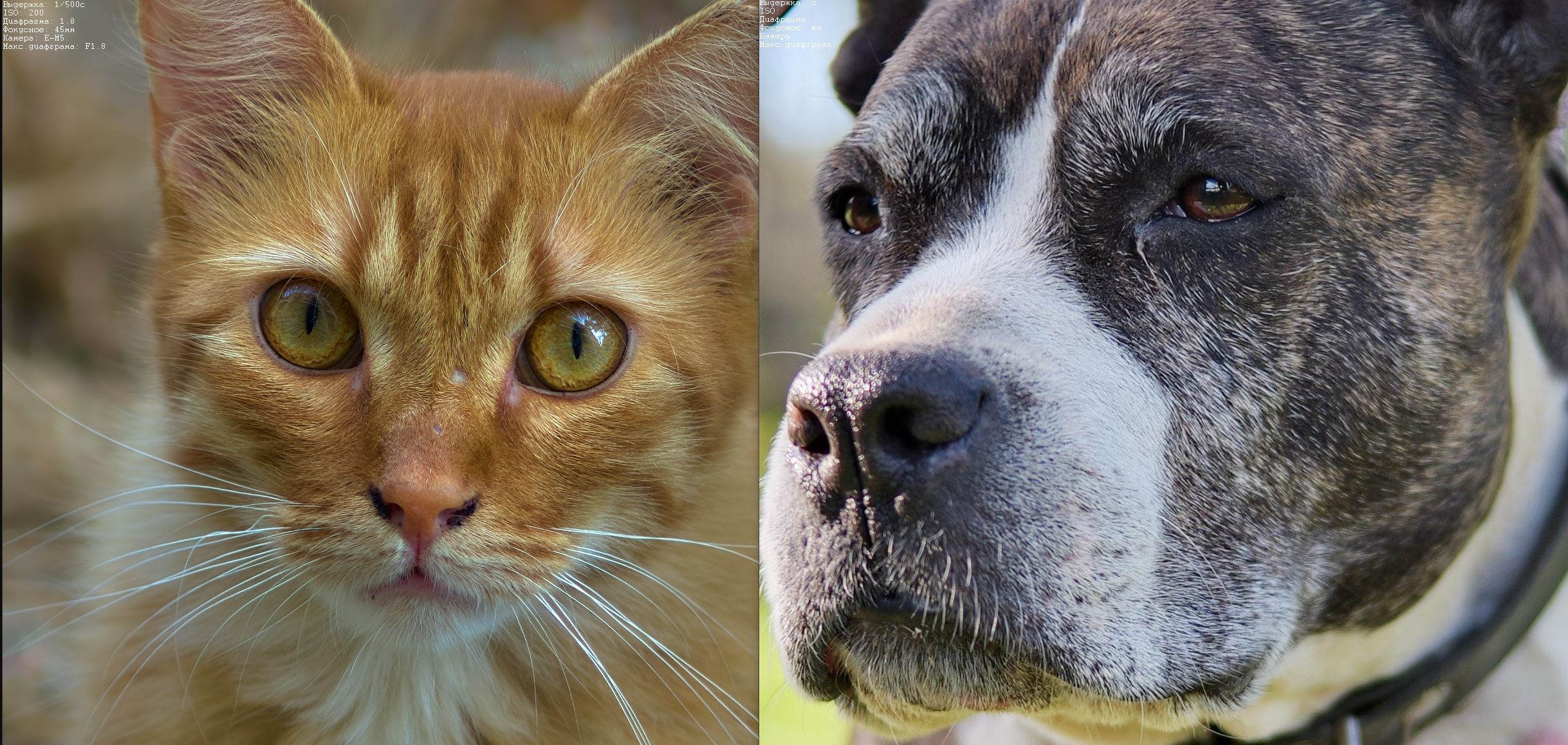 cat_dog.jpg