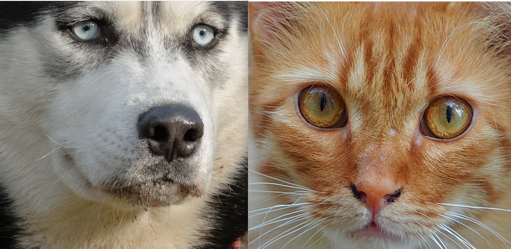 comparedoccat.jpg