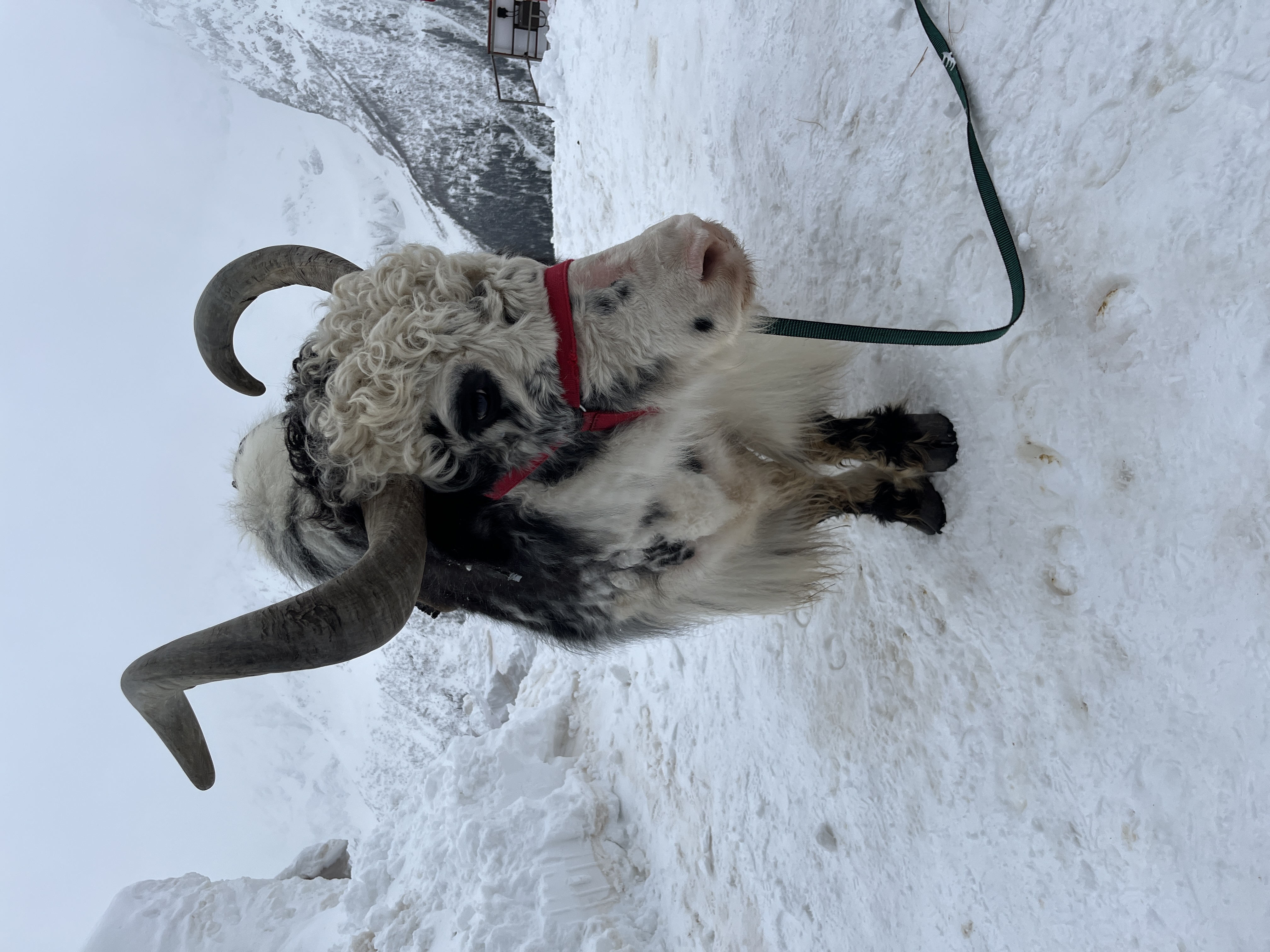 Бесплатный хостинг для картинок