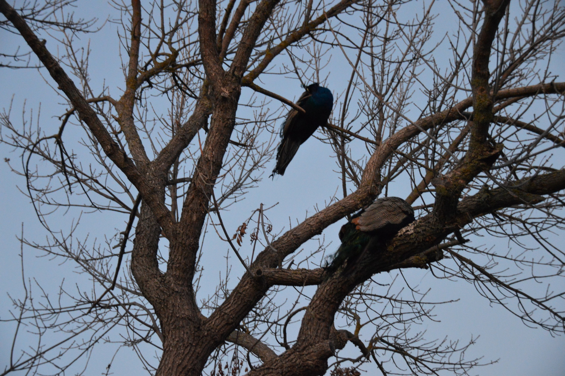 dsc_0403.jpg