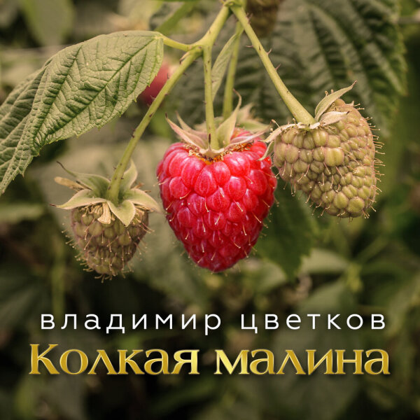Цветков Владимир - Колкая малина 2024(320)