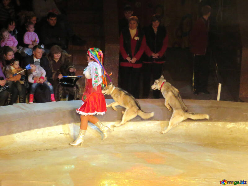 wolves-kyiv-circus-15755.jpg