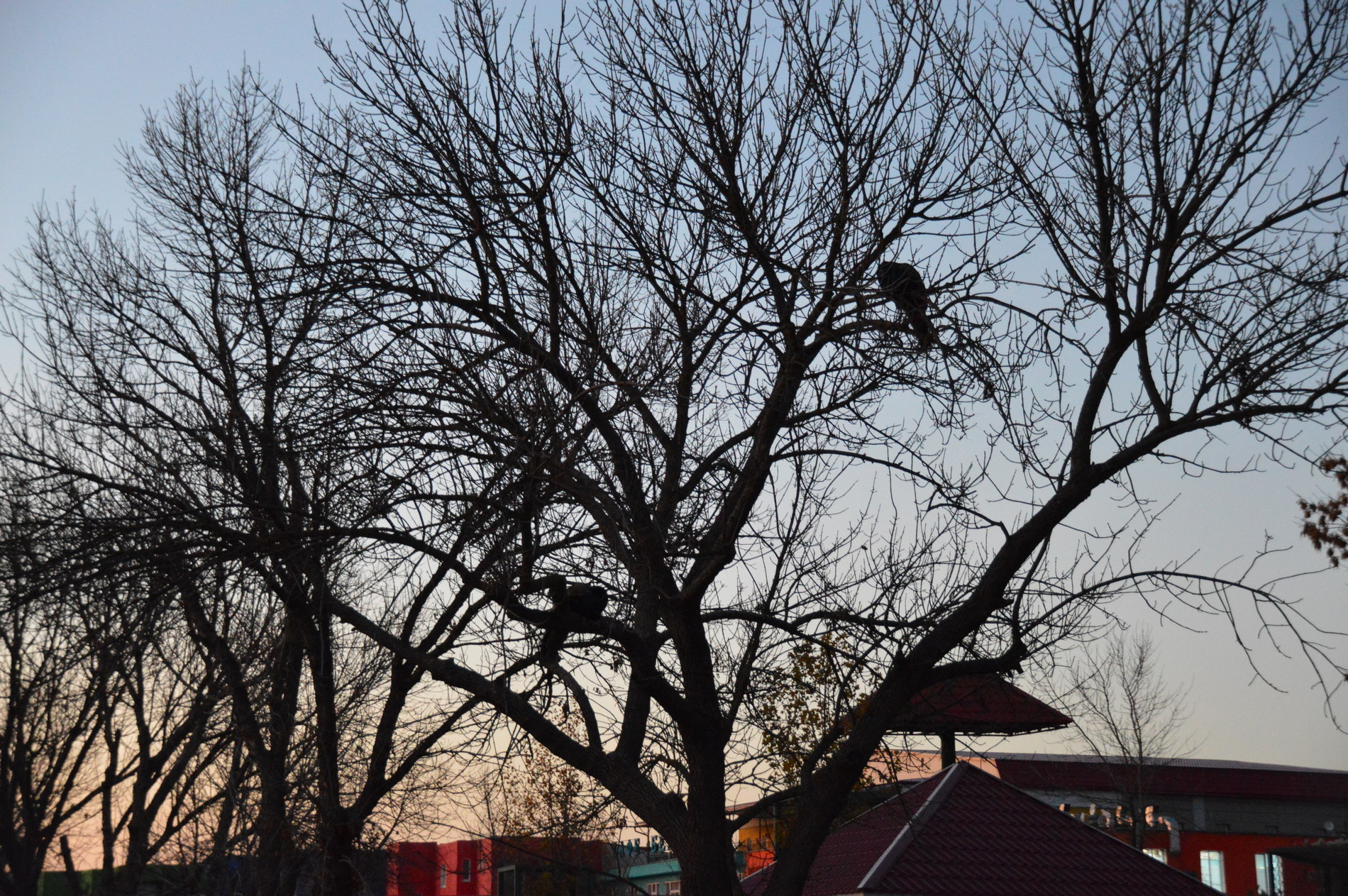 dsc_0398.jpg