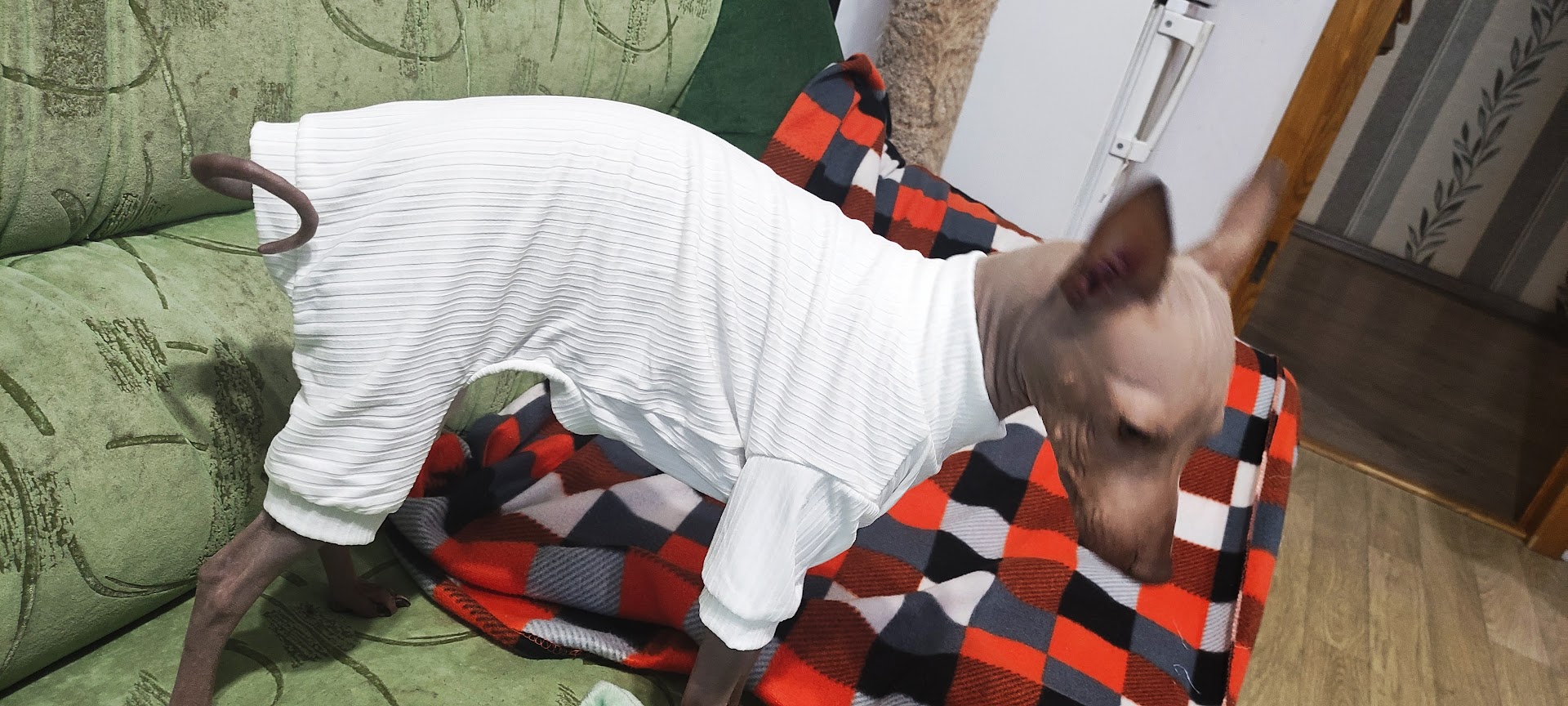 1760353236127.jpg