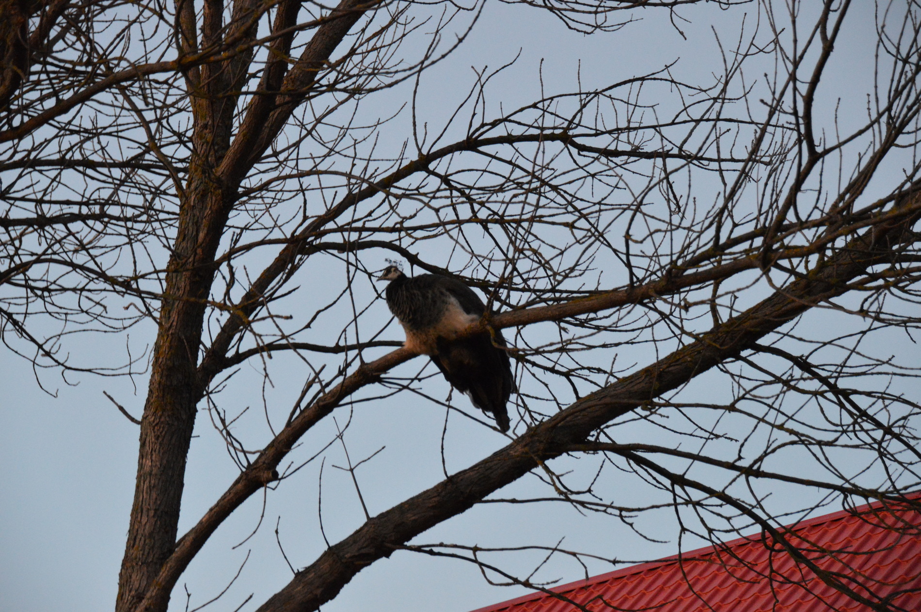 dsc_0383.jpg