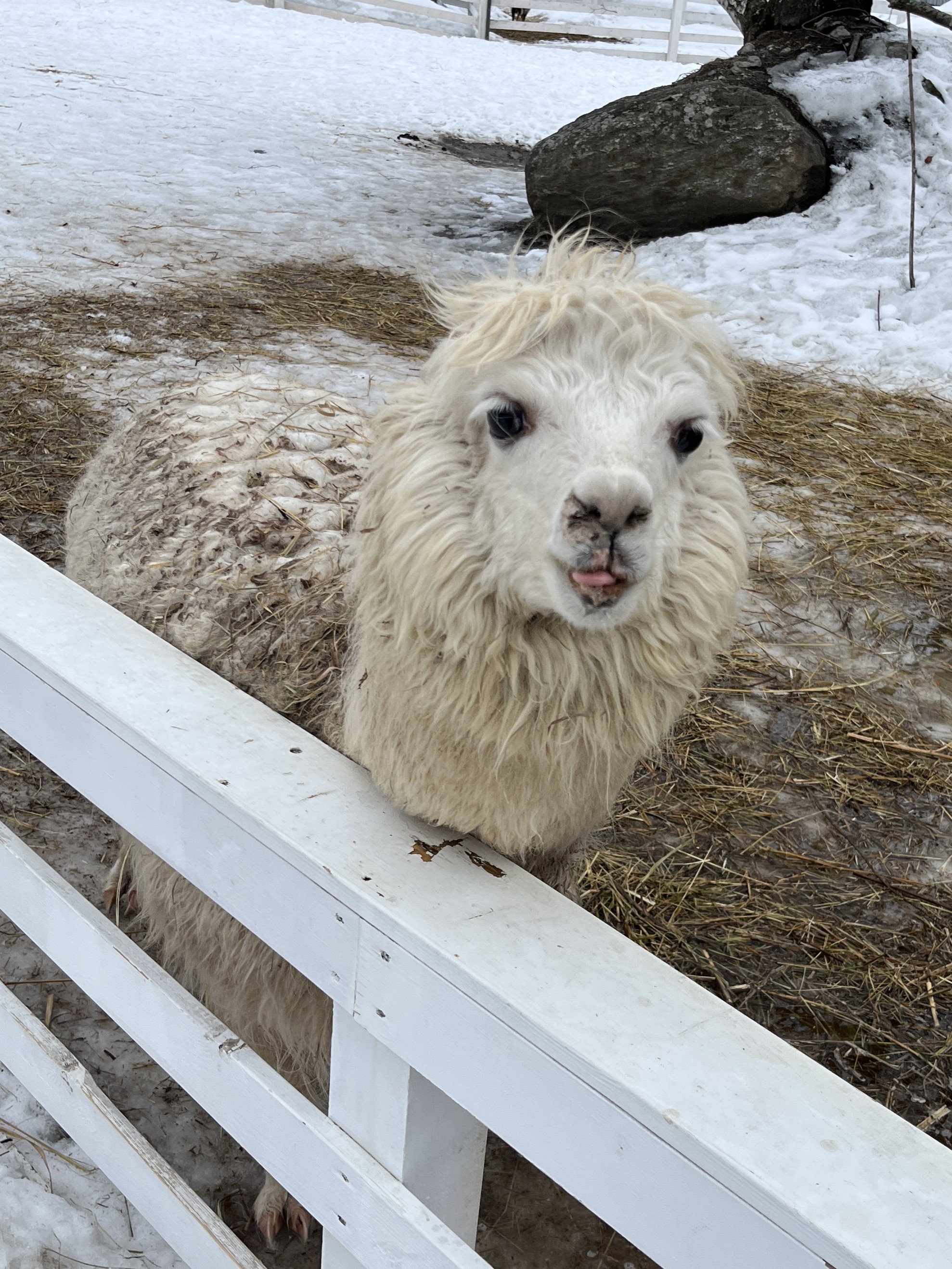Хостинг изображений