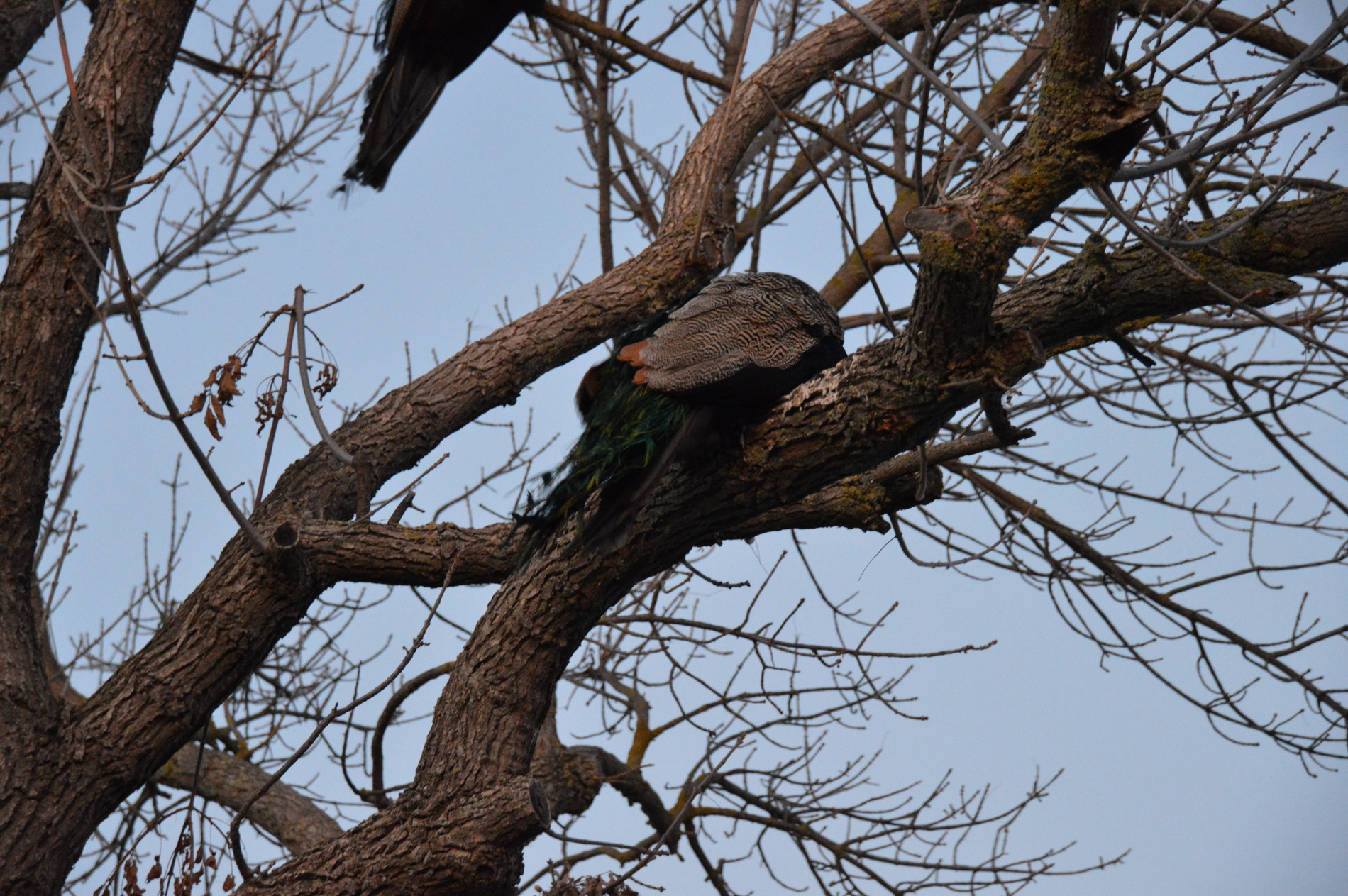 dsc_0400.jpg