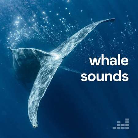 VA - Whale Sounds (2023)