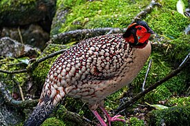 tragopan_caboti_01.jpg