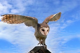 275px-masked_owl_landing.jpg