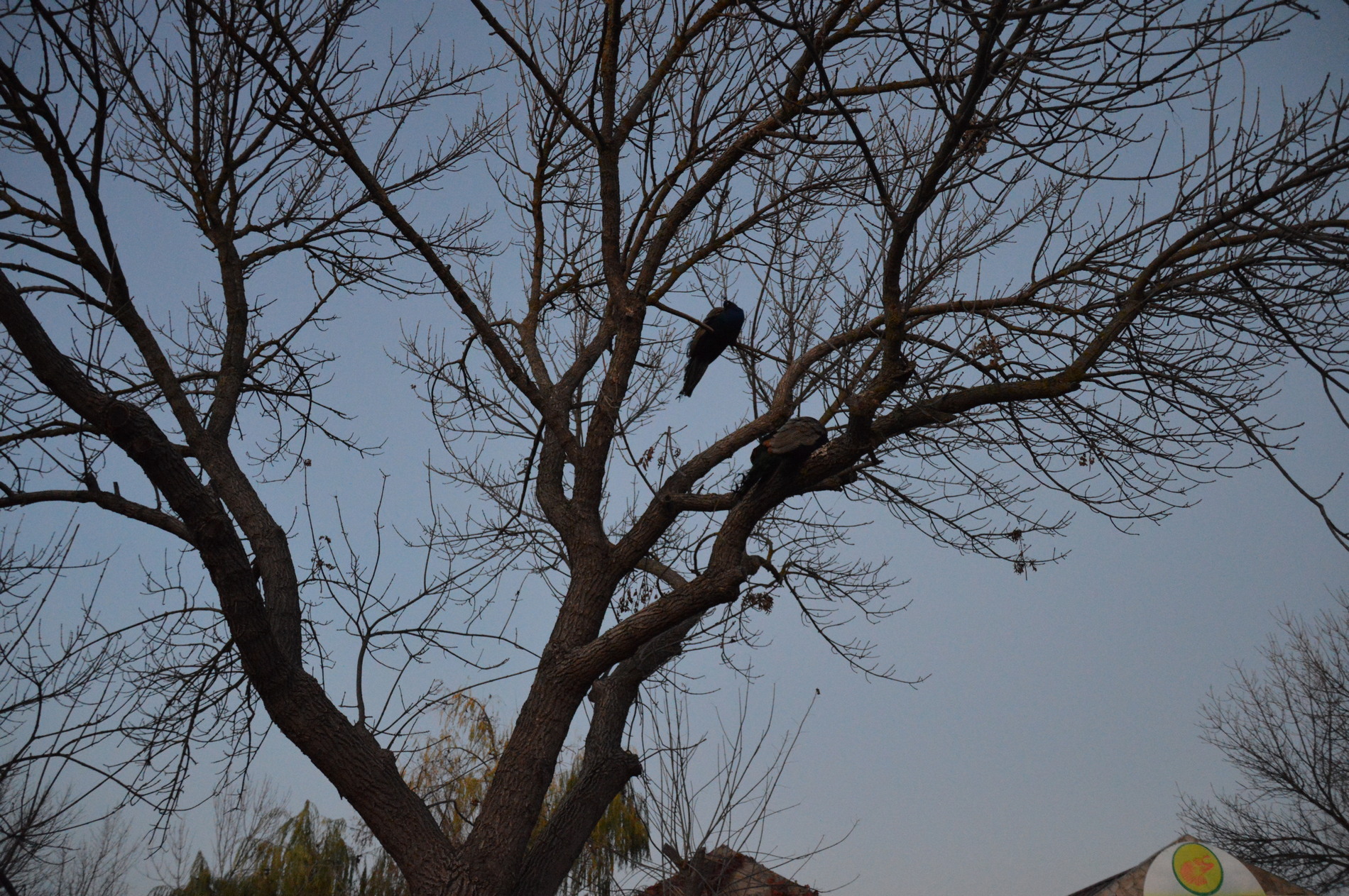 dsc_0406.jpg