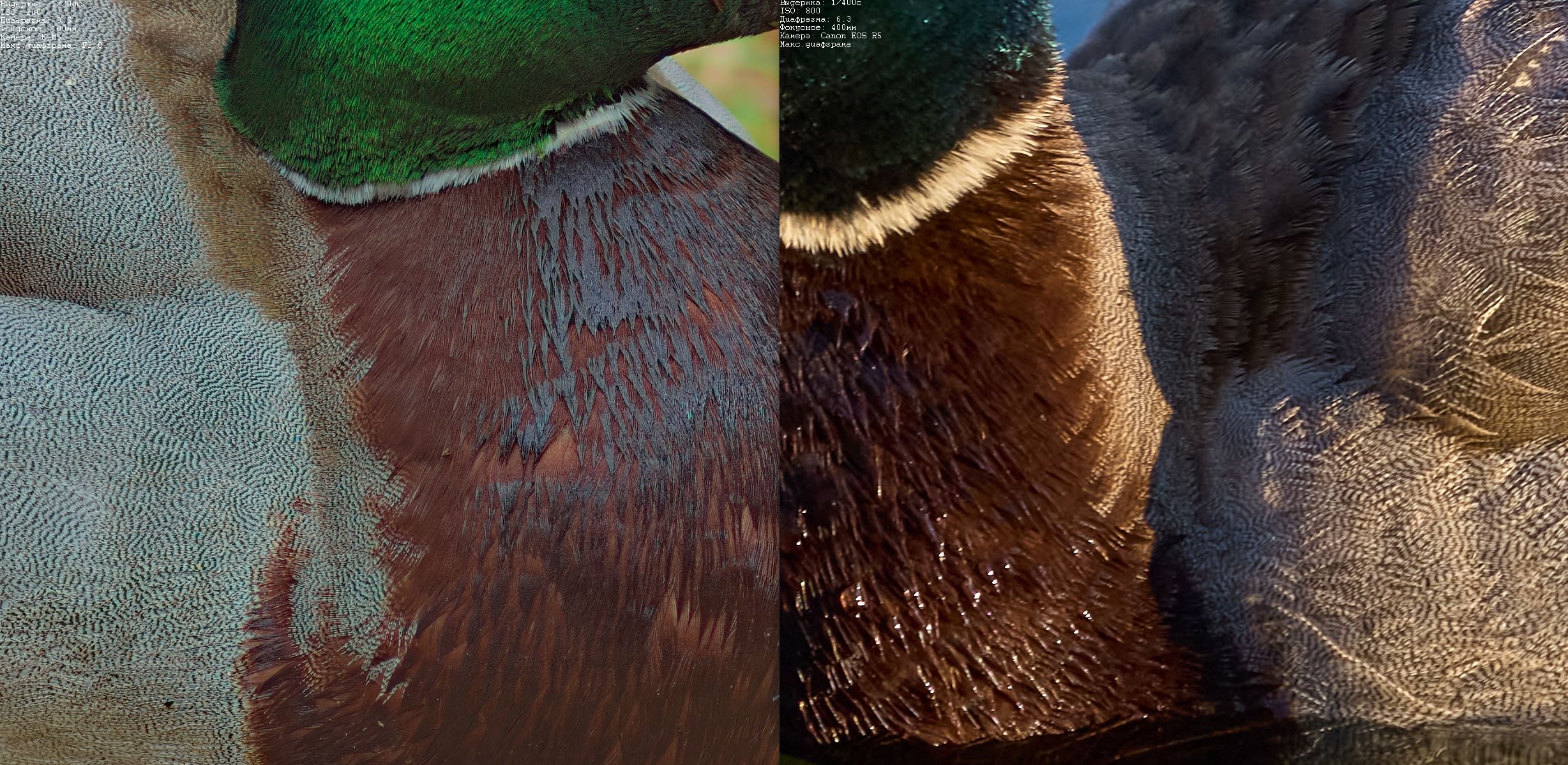 ducks-compare.jpg