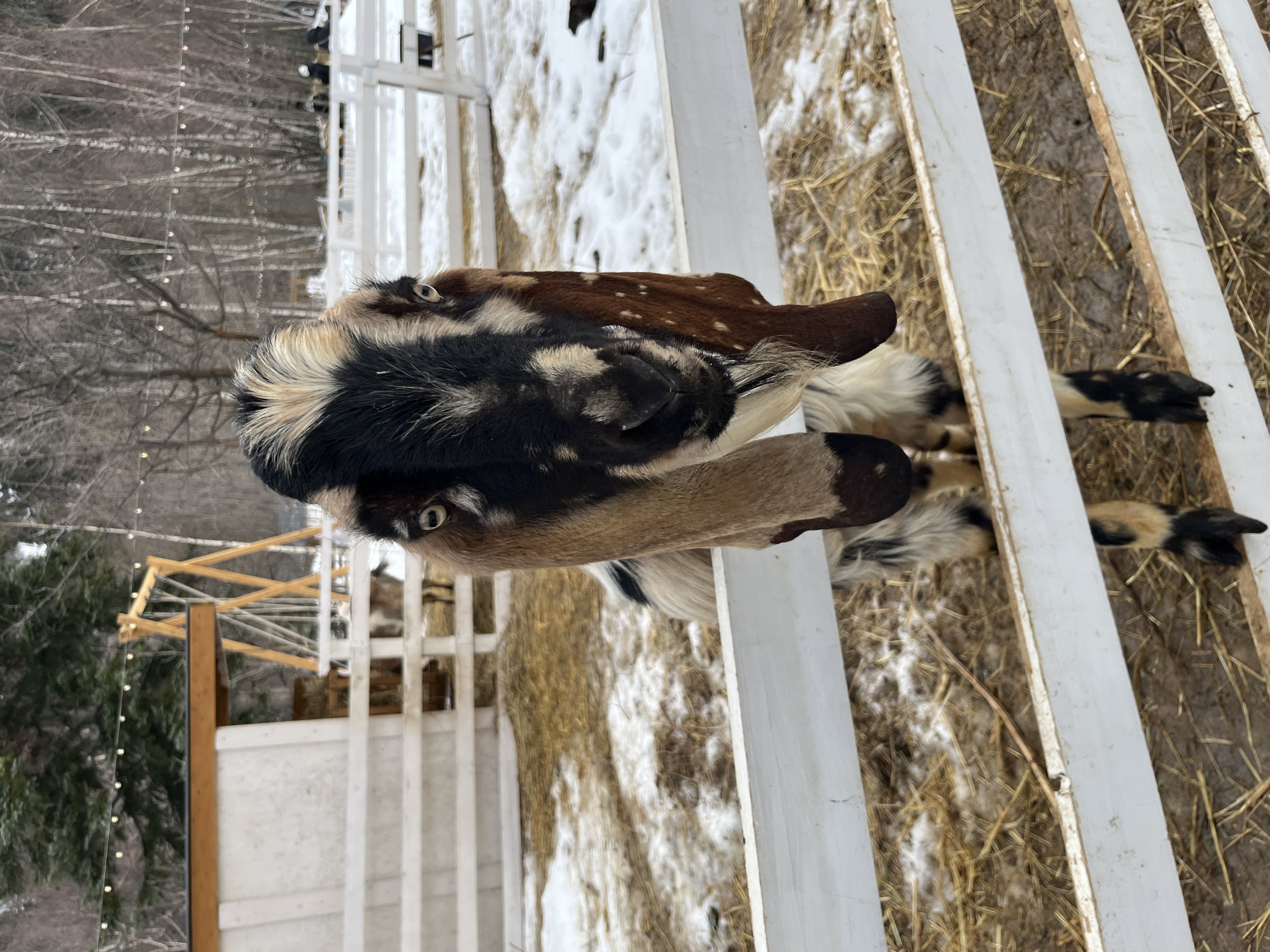 Бесплатный хостинг изображений