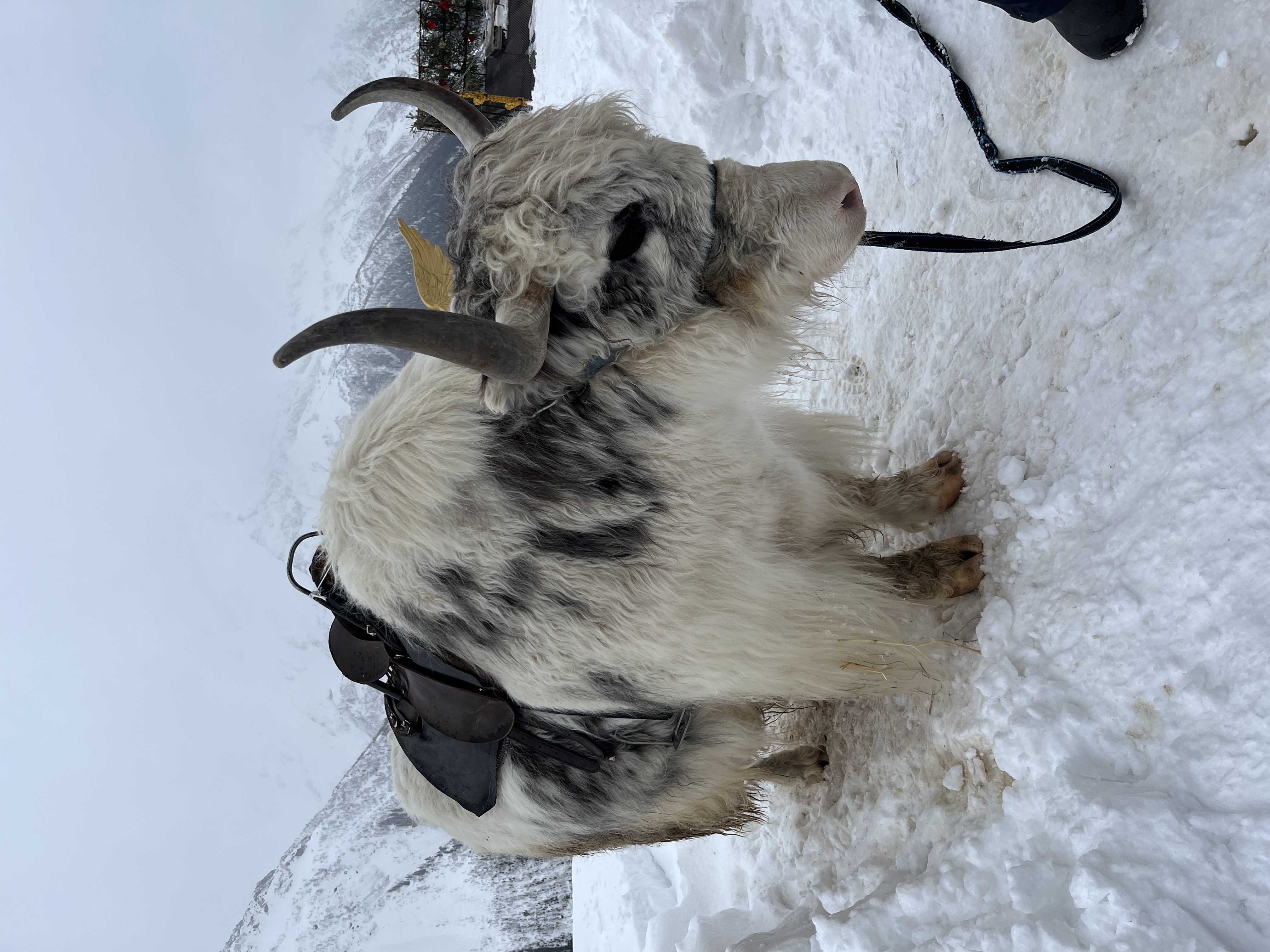 бесплатный хостинг для картинок