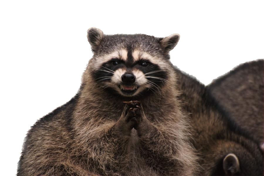 Greedy raccoon