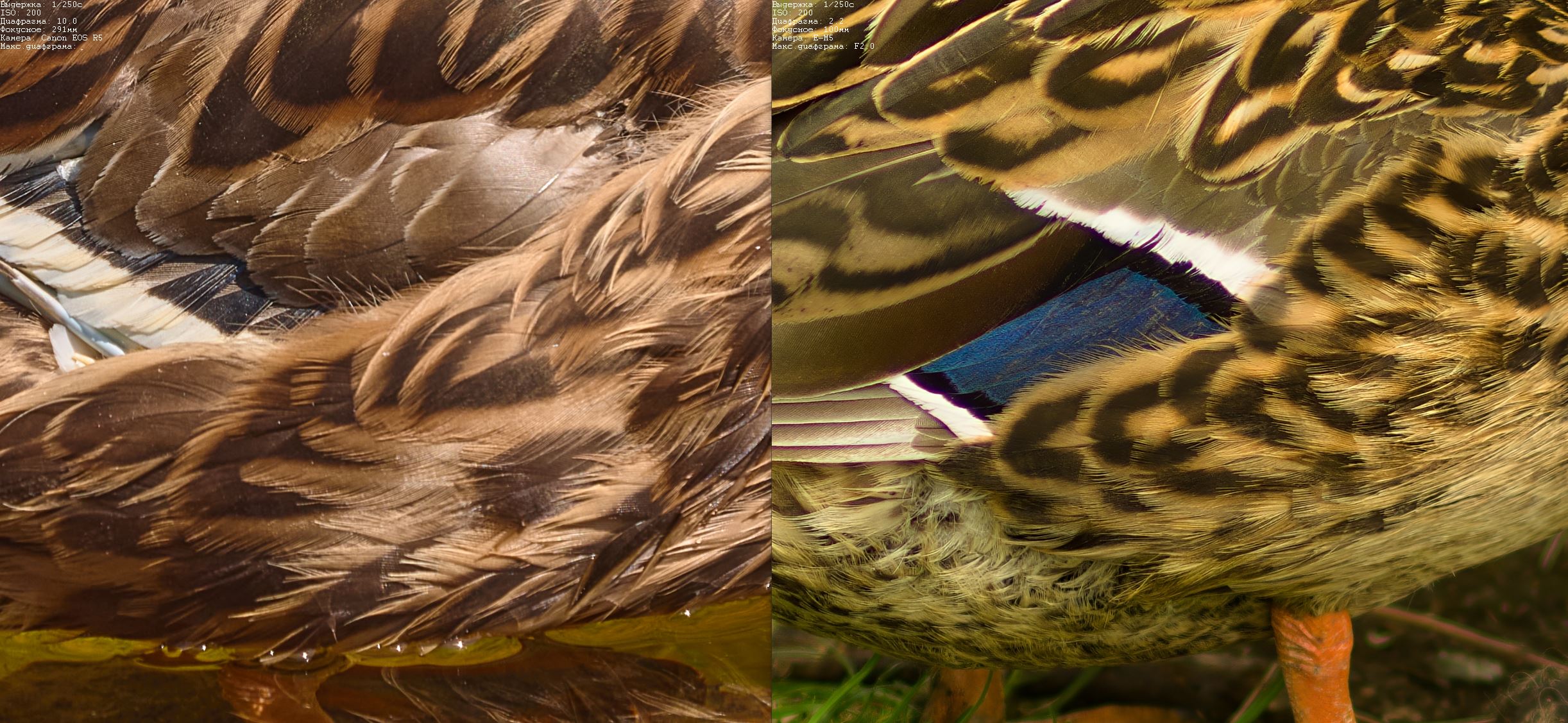duck_duck2.jpg